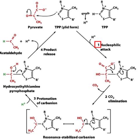 Lec Obj: Thiamine Pyrophosphate Flashcards | Quizlet