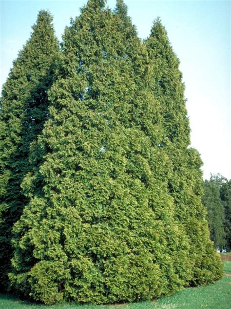 Thuja occidentalis | American Arborvitae, White cedar - Van den Berk Nurseries