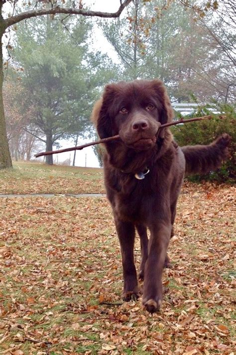 Newfoundland puppy brown | Newfoundland dog, Newfoundland puppies, Labrador retriever