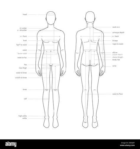 Male Body Parts