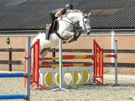 Elcarthina | Jumping Horses for Sale UAE, Qatar | Peter Berkers Sporthorses