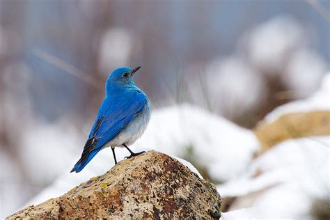 Mountain Bluebird | Sean Crane Photography