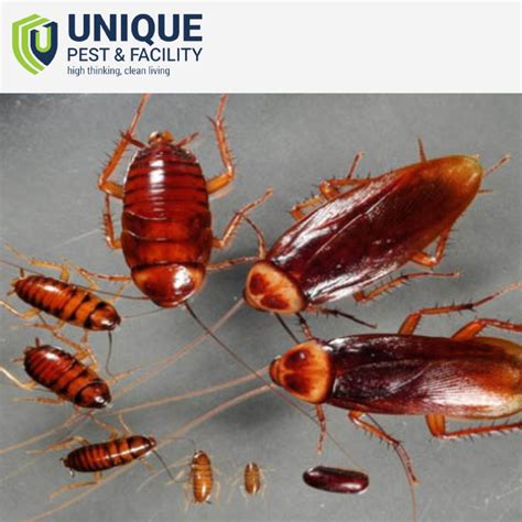 Effective Cockroach Prevention Tips for Homeowners | by Krithika ...