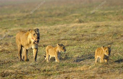 Lioness after hunting with cubs. Stock Photo by ©SURZet 4086995