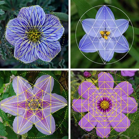 Sacred Geometry Flower