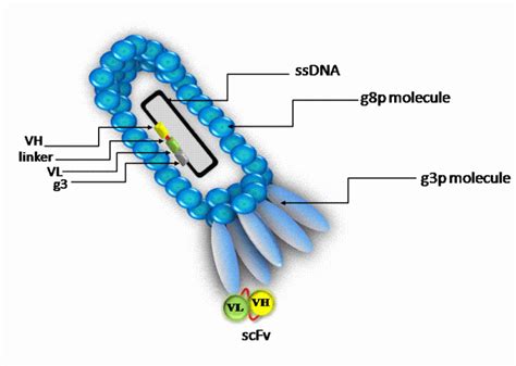 Phage Display: A powerful Technique and its Applications | Communicating Science (2019w212)