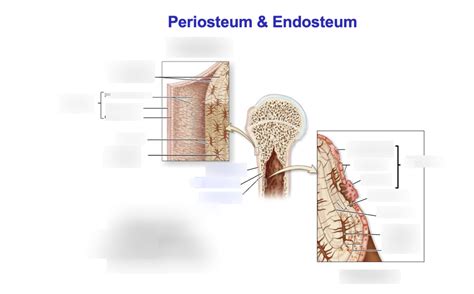 Periosteum and Endosteum Diagram | Quizlet