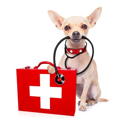 Our Veterinary Blog | Langhorne | Flowers Mill Vet Hospital