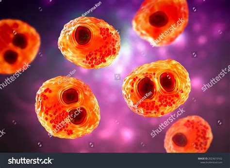 Cytomegalovirus Cmv Human Cell Owls Eye Stock Illustration 2023610162 | Shutterstock