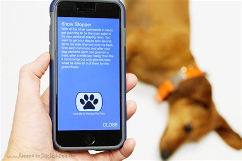 Dog Clicker App Review & Giveaway | Ammo the Dachshund