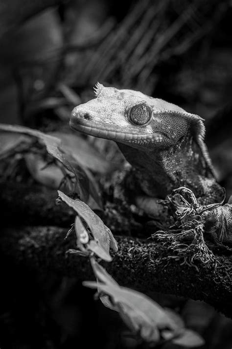 Crested gecko 06 Black and White Photograph by Gabriella Sjolander Photography - Pixels