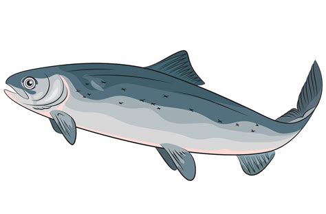 Free Salmon Cliparts, Download Free Salmon Cliparts png images, Free ClipArts on Clipart Library