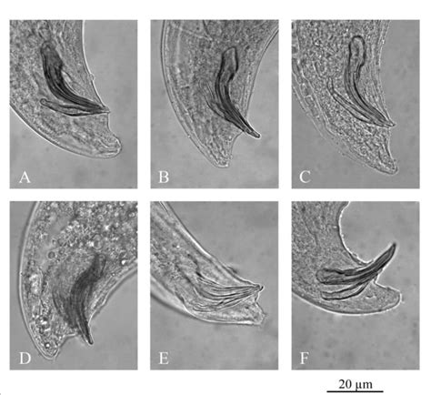 -Morphology of spicules and gubernacula of Italian Steinernema feltiae ...