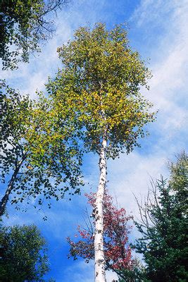 Paper Birch Tree - Stock Image - C001/6108 - Science Photo Library