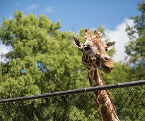 BREC'S Baton Rouge Zoo & The Advocate Annual Photo Contest - Country ...