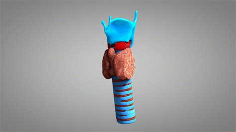 Thyroid gland 3D model - TurboSquid 1282526