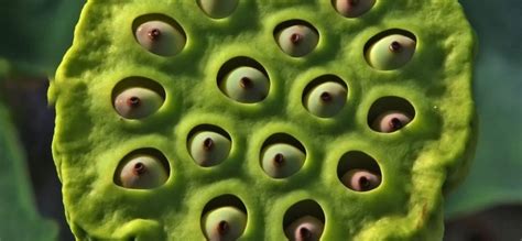 Trypophobia and its Causes –How Do You Get Trypophobia? - upsmash