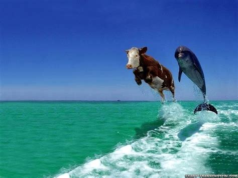 Dolphin And Cow (#52628) - HD Wallpaper & Backgrounds Download