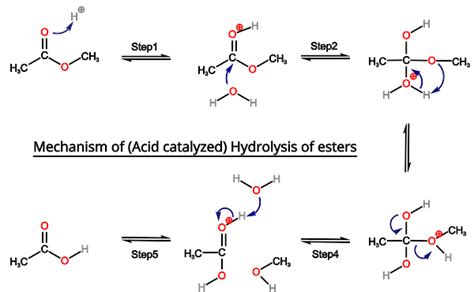 Hydrolysis of Esters: Mechanism and Conditions - PSIBERG