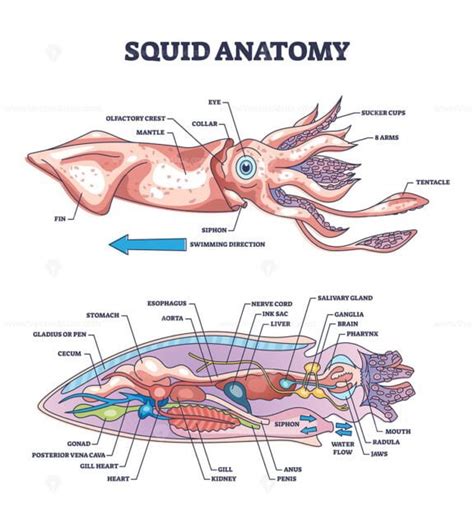 Electric eel anatomy as fish structure with inner organs outline ...