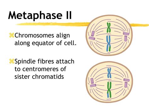 PPT - Meiosis PowerPoint Presentation, free download - ID:2867307