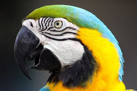 Stunning parrot. : wildlifephotography