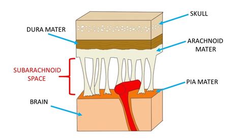 Subarachnoid space - definition — Neuroscientifically Challenged