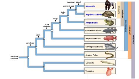 Phylum Chordata Tree