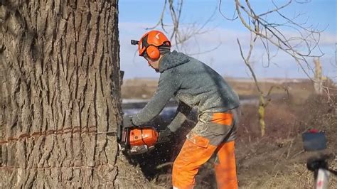 Extremely Fast Working Big Tree Cutting Skills. Felling of large oaks - YouTube