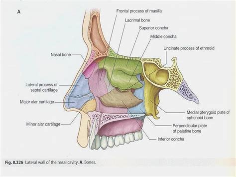 Nasal Cavity Anatomy