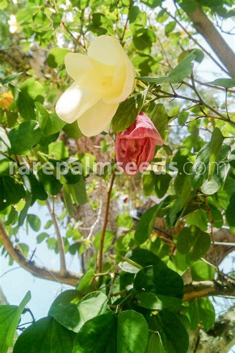 Bauhinia tomentosa – Yellow Orchid Tree, Mountain Ebony – Buy seeds at ...