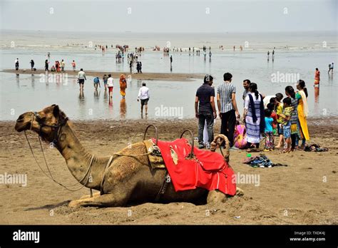 Camel, Ubharat beach, Navsari, Gujarat, India, Asia Stock Photo - Alamy