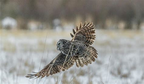 Great Gray Owl Hunting At Sunset Photograph by Morris Finkelstein - Pixels