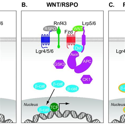 (PDF) Wnt Signaling in Cancer Stem Cell Biology