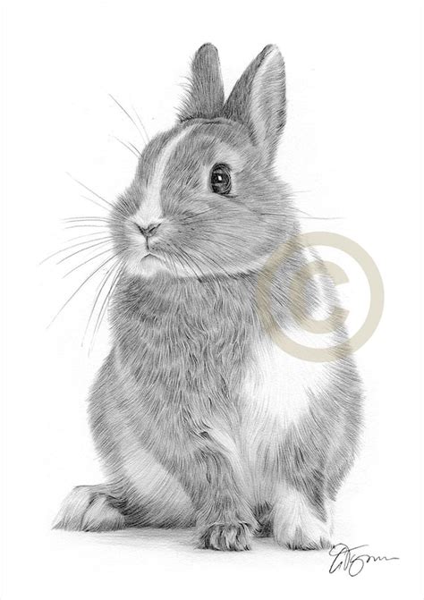 Rabbit Pencil Drawing