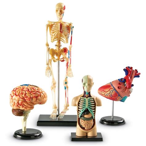 Bundle Set of Human Anatomy Models | Incredible Things