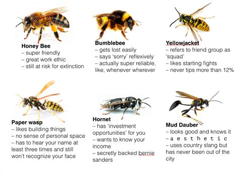 Which Apocrita are you? : r/entomologymemes