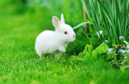 How To Take Care of Baby Bunnies — Rabbit Care Tips