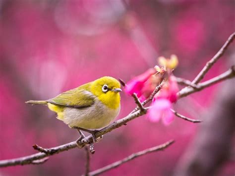 Cute Little Bird Wallpapers - Wallpaper Cave