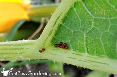 How To Get Rid Of Squash Bugs Naturally - Get Busy Gardening