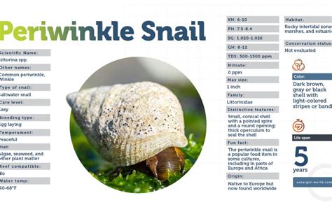 Periwinkle Snail - The Adventurer of The Seas