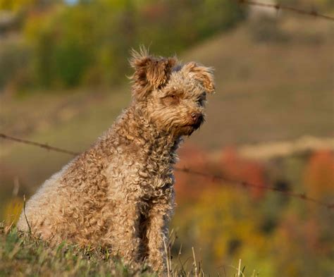 13 Cute Dog Breeds With Curly Hair