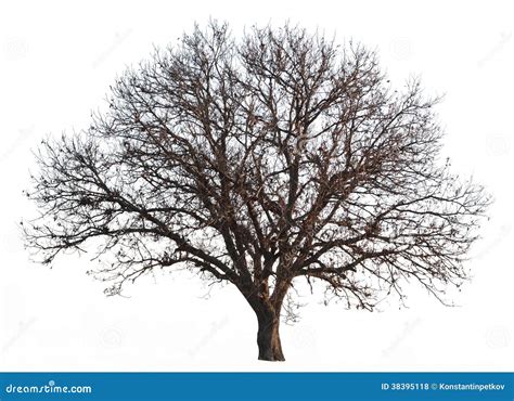 Leafless Tree Branch, Black And White Tone Background Royalty-Free Stock Photography ...