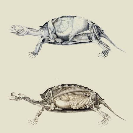 Turtle Anatomy