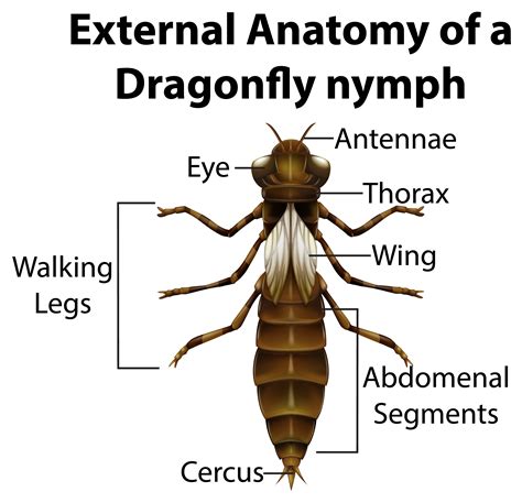 External Anatomy of a Dragonfly nymph on white background 1424956 Vector Art at Vecteezy