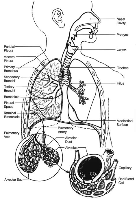 Coloring Pages Respiratory System / A collection of 9 coloring images from the cardiovascular ...