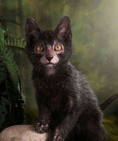 Lykoi Cats | Werewolf cat, Lykoi cat, Cat breeds