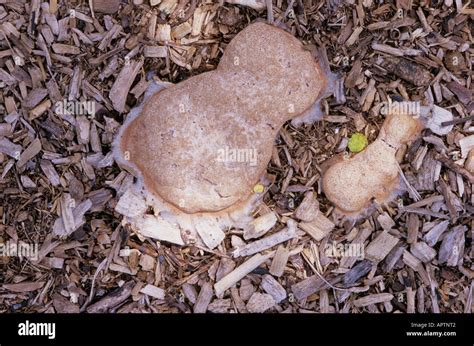 Aethalium containing the spores of the dog vomit slime mold (Fuligo ...