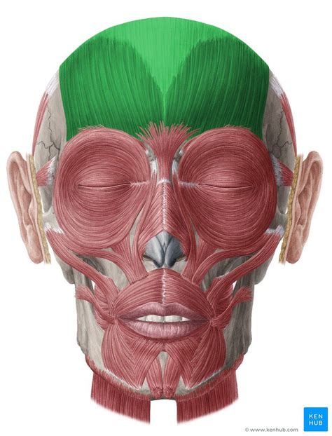 Occipitofrontalis muscle | Muscles of facial expression, Muscles of the ...