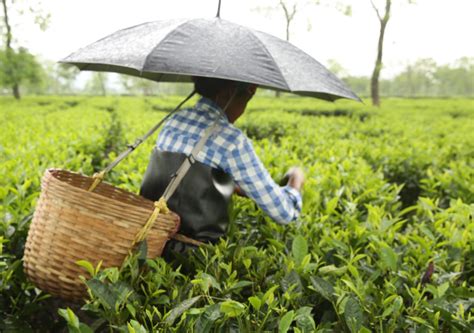 As workers suffer, Assam tea business chain retains 60-94% of earnings in India, abroad